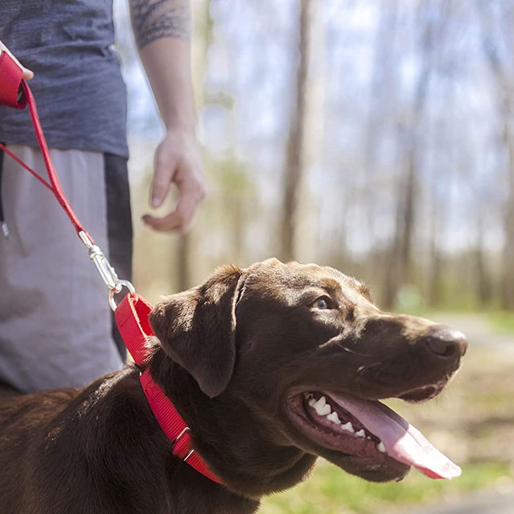 Pet Training Supplies Heavyduty Nylon Pet Collars Martingale Dog Collar