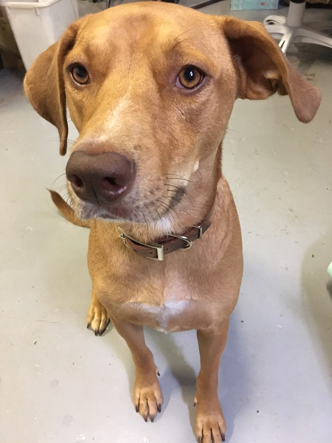 Pet Supplies      Genuine Leather Dog Collar Leather  Top Seller 2022