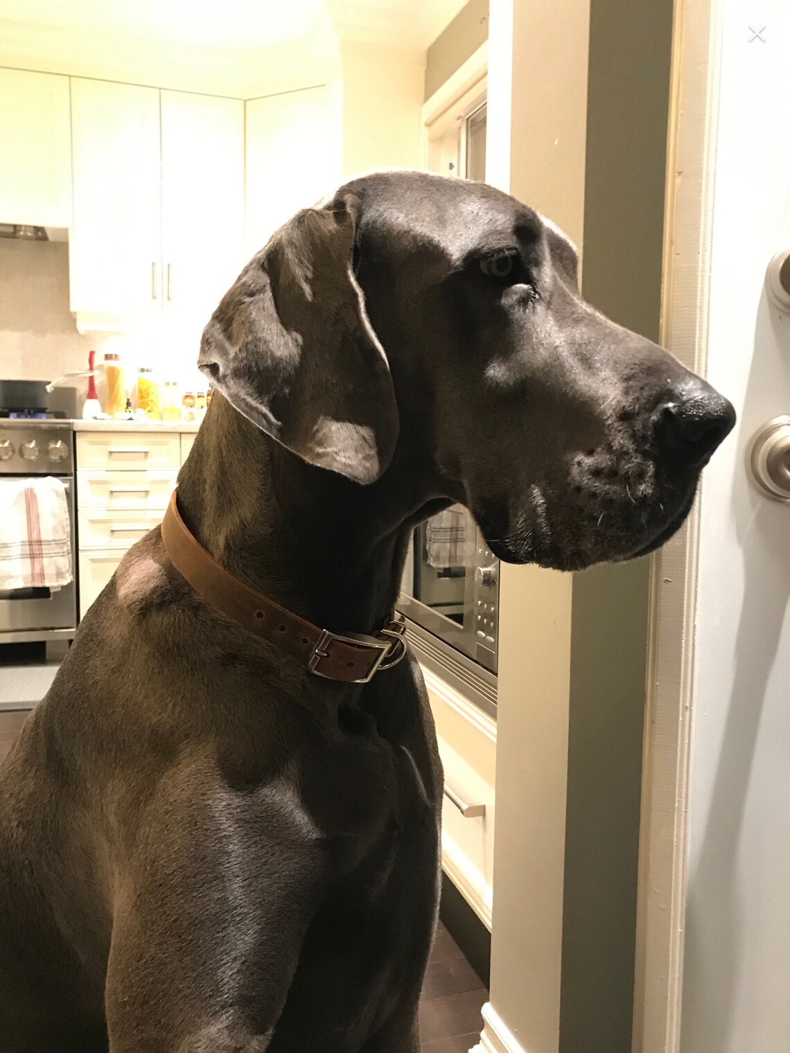 Pet Supplies      Genuine Leather Dog Collar Leather  Top Seller 2022