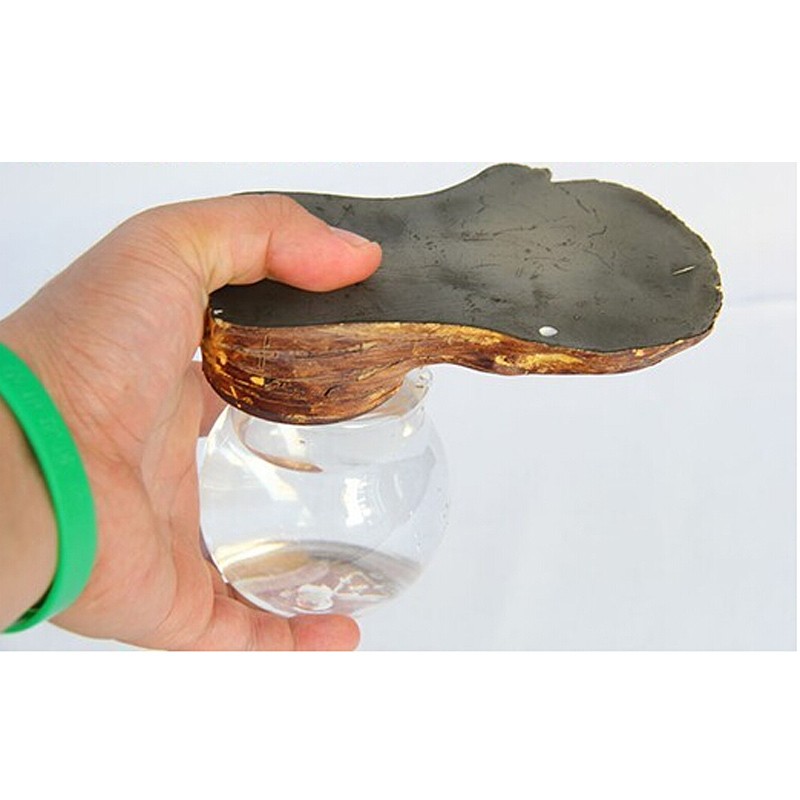 Reptiles Amphibians Aquatic Pet Supplies Automatic Feed Water Pet tortoises lizard Drinking Fountains Water Feeder Bowl