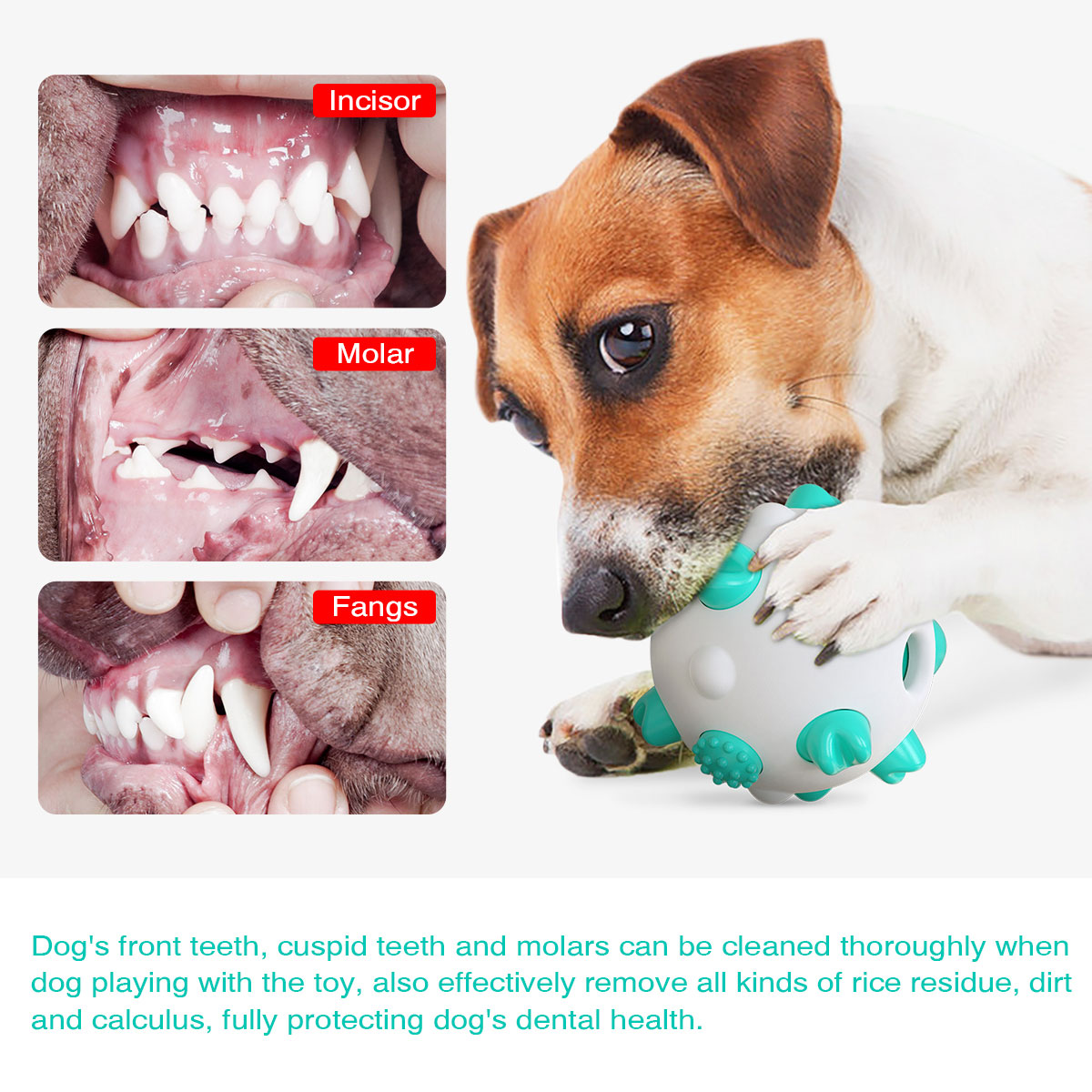 Dog Toothbrush TPR Material Aggressive Chewers  Spherical With Molar Bump To Clean The Dogs Mouth Dog Toys