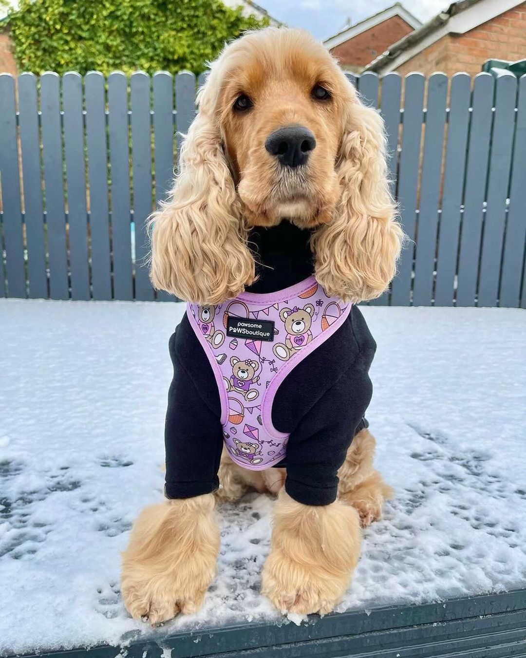  Cotton  Dog Clothes Colorful Blank Dog Hoodie Sweater