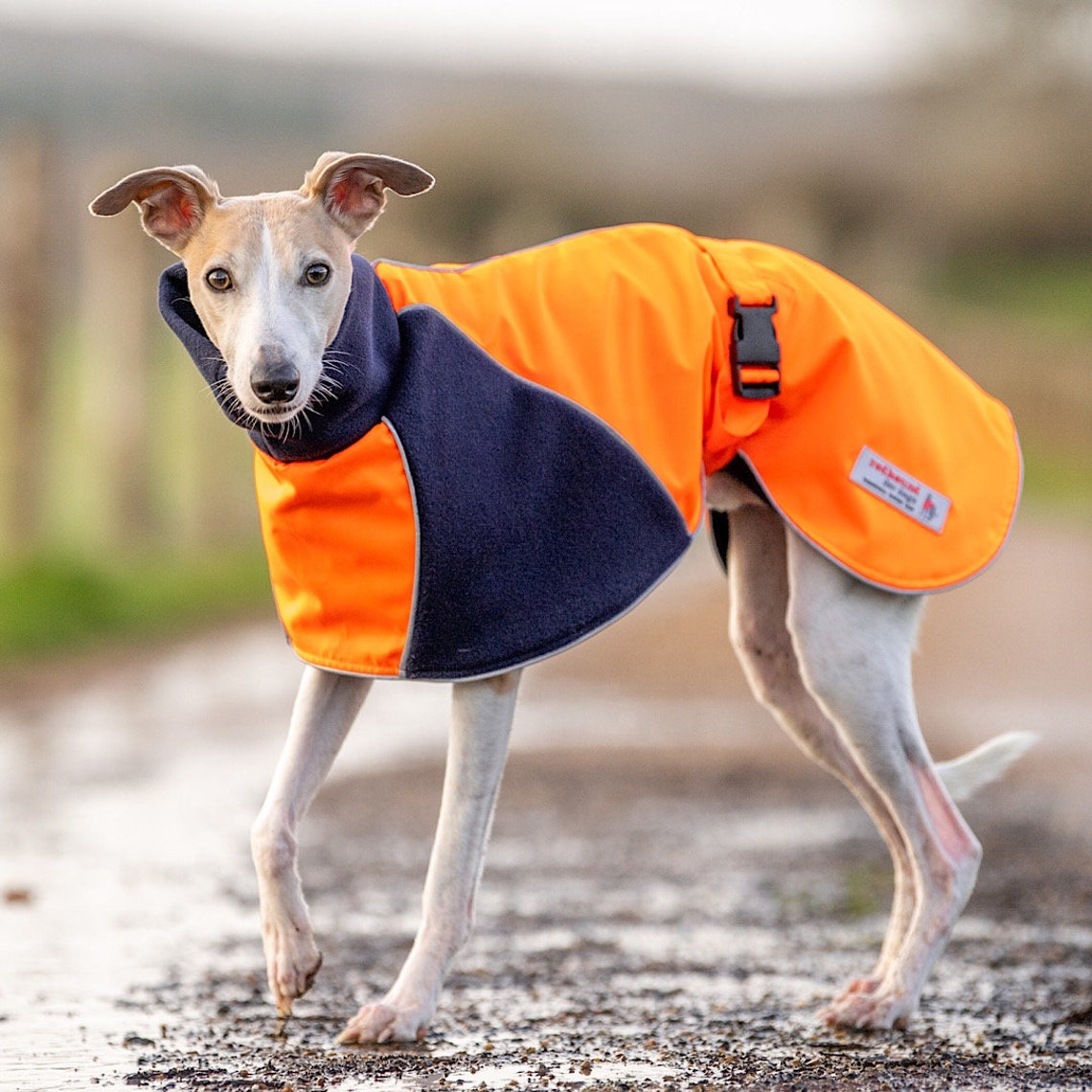 Qiqu Pet Supplies  New Designer wind repellent resistant reflective coat jacket cloak cape  for Dog For Large Whip