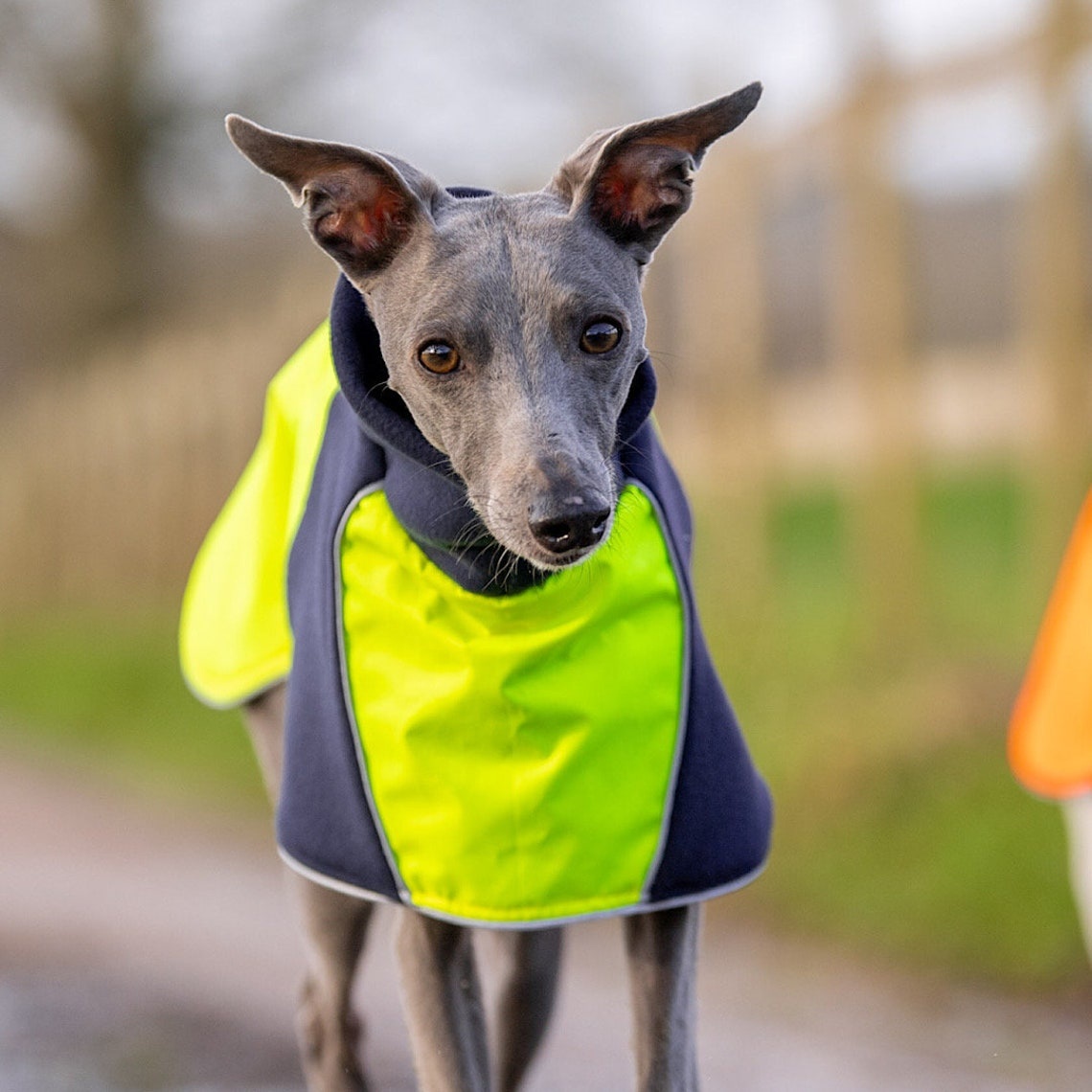 Qiqu Pet Supplies  New Designer wind repellent resistant reflective coat jacket cloak cape  for Dog For Large Whip