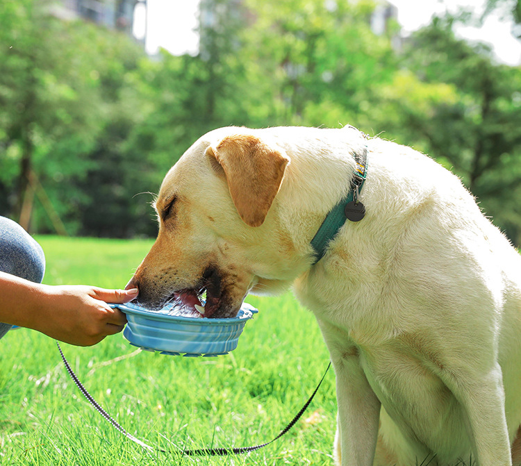  ised Silicone Travel Luxury Pet Bowls Sublimation Collapsible Food Water Slow Feeder pet dog Bowl