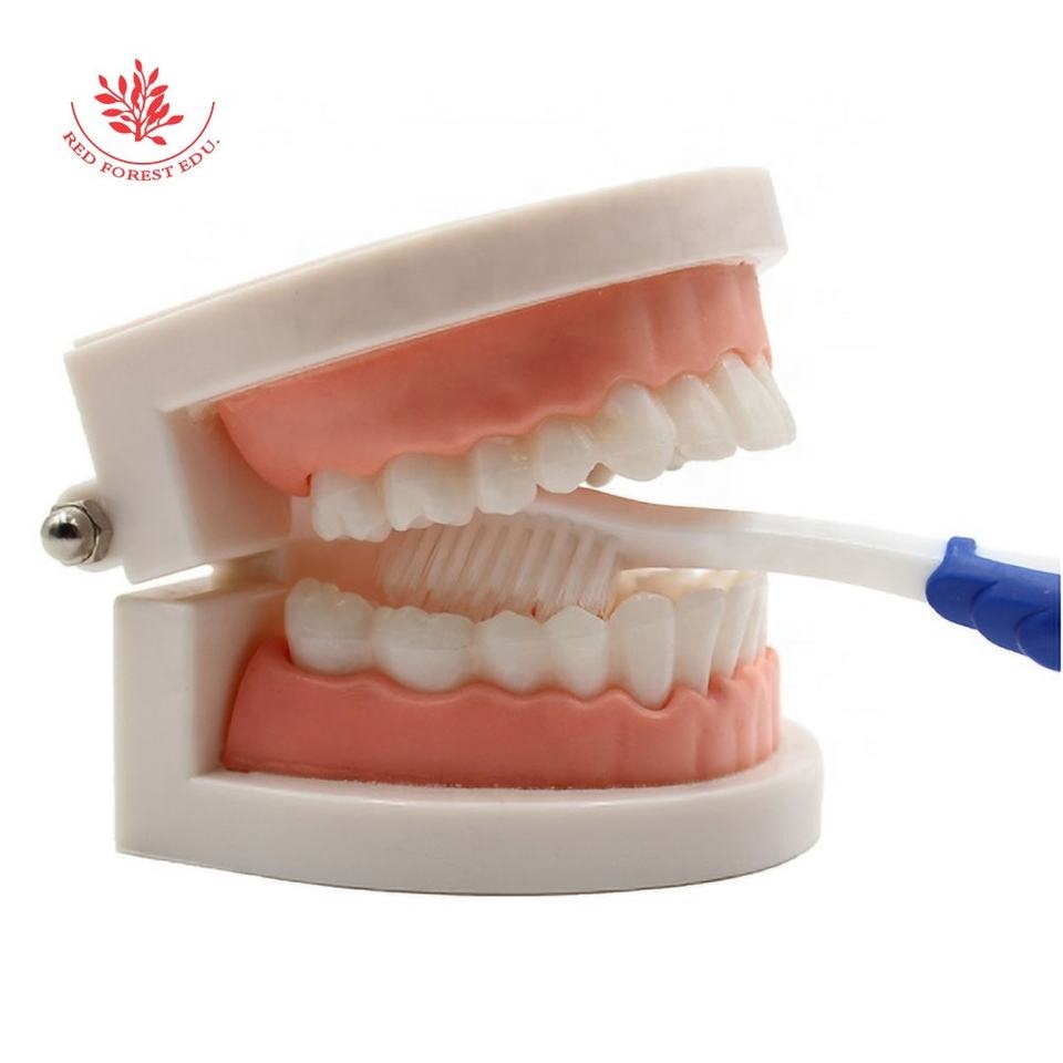 Teeth Model Pro Dental Study Teaching Plastic White Teeth Model Caries Tooth Care Oral Education Dentist Equipment Oral 