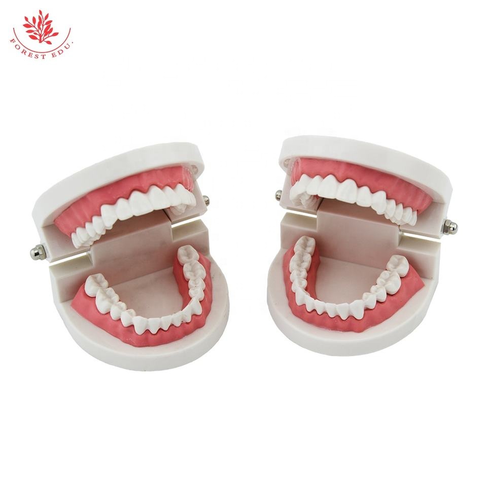 Teeth Model Pro Dental Study Teaching Plastic White Teeth Model Caries Tooth Care Oral Education Dentist Equipment Oral 