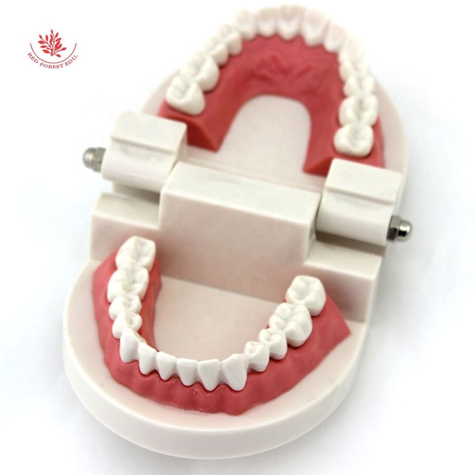 Teeth Model Pro Dental Study Teaching Plastic White Teeth Model Caries Tooth Care Oral Education Dentist Equipment Oral 