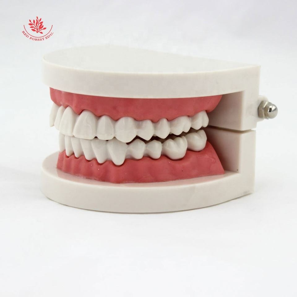 Teeth Model Pro Dental Study Teaching Plastic White Teeth Model Caries Tooth Care Oral Education Dentist Equipment Oral 