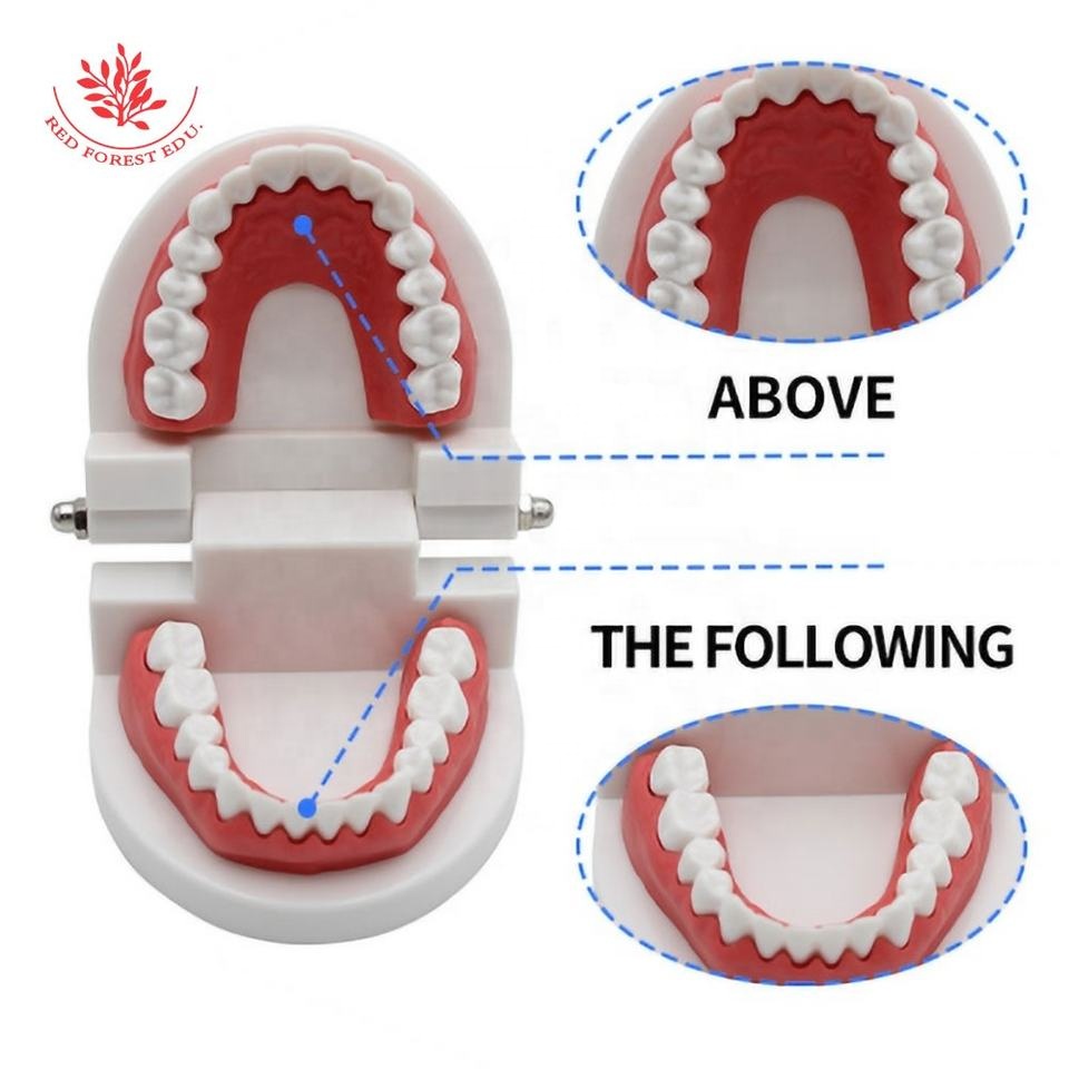 Teeth Model Pro Dental Study Teaching Plastic White Teeth Model Caries Tooth Care Oral Education Dentist Equipment Oral 