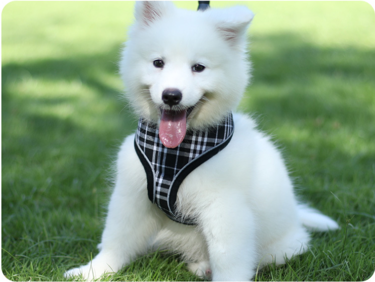 Pet Products Dog collar dog chest strap Small and medium dog plaid vest collar pet chest strap
