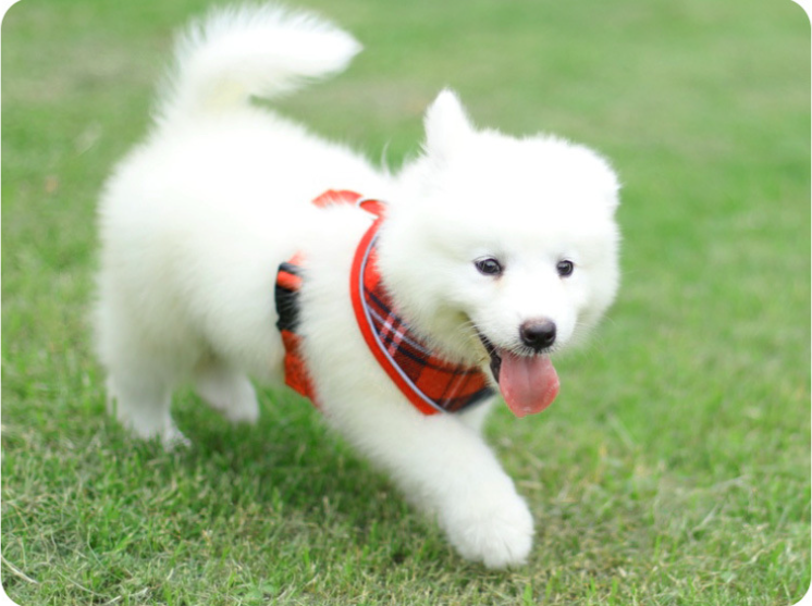 Pet Products Dog collar dog chest strap Small and medium dog plaid vest collar pet chest strap