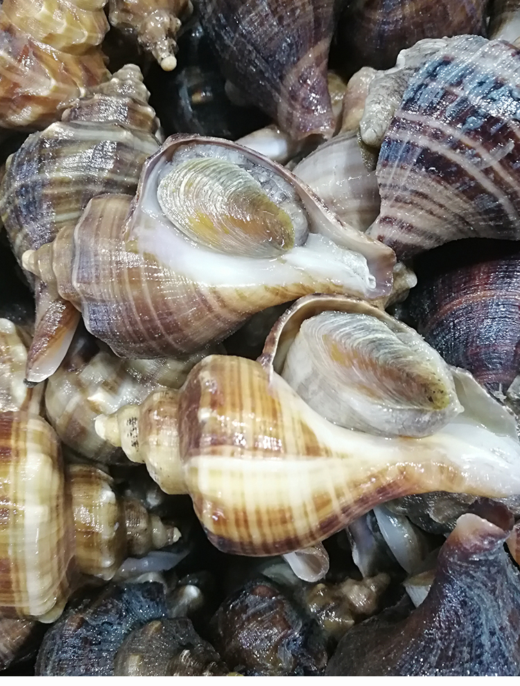 大连海鲜特产网红贝类野生鲜活花螺天然响螺深海田螺新鲜超大海螺