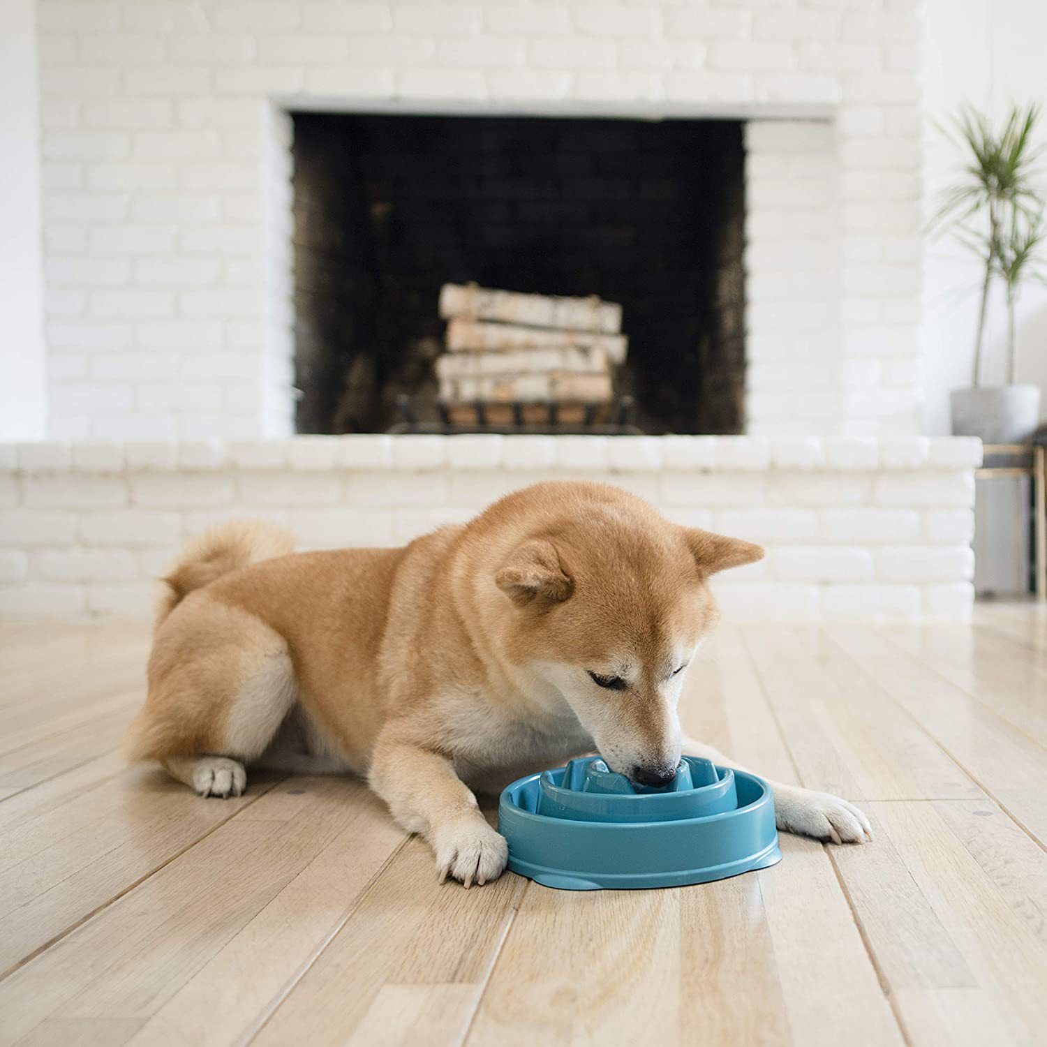 Dog Food Bowl Maze Interactive Puzzle non-slip with free travel Slow feeder dog bowl